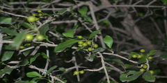Benkara malabarica